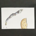 作品タイトルは「成功したにぼしと失敗したビスケット」